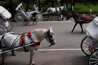 New York to ban Central Park's horse-drawn carriages after teen's death