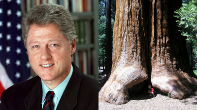 Clinton Move Shielded Sequoias: Antiquities Act order halted logging; monument kept open to visitors