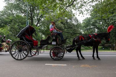 New York City to ban Central Park horse-drawn carriages after fatal tourist accident