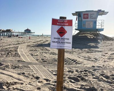 Southern California beach closes after sighting of great white shark ‘exhibiting aggressive behavior’