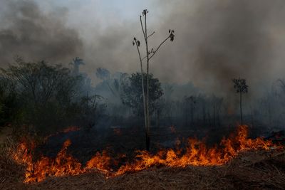 The Amazon Is Being Deliberately Torched — 540 Fires in 48 Hours and the Damage Runs Far Deeper Than the Flames