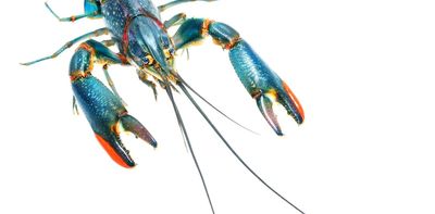 Hordes of yabbies are trashing rivers in Africa. How did this happen?