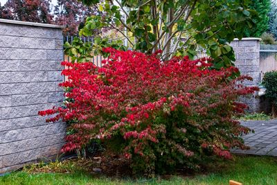 This Beautiful Fall Shrub Is Becoming a Backyard Problem — Do You Have One?