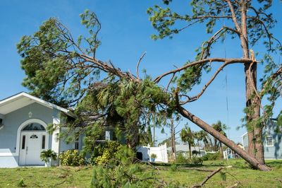 Your Neighbor’s Tree Is Destroying Your Yard — Who Actually Has to Pay?