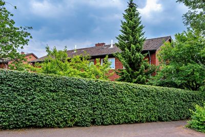 Before You Plant a Privacy Hedge, Check These 5 Things That Could Cost You
