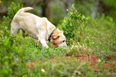 Dogs Known for Pooping Along a North-South Axis Shifted Direction Under High-Voltage Power Lines