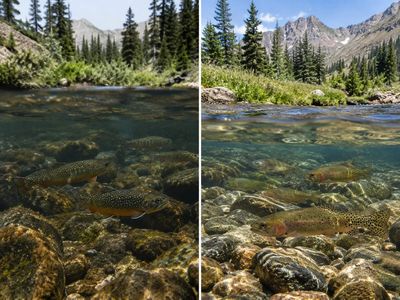 Colorado began removing non-native brook trout from two mountain creeks in 2011; 13 years later, rare native cutthroat trout had increased more than 11-fold