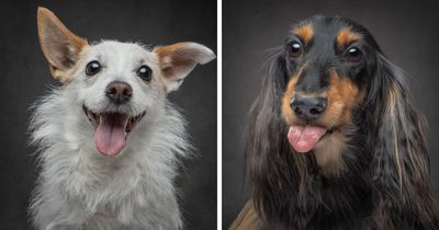 “Who’s Your Doggy”: A Coffee Table Book By This Artist Celebrating Dogs And Their Big Personalities (22 New Pics)