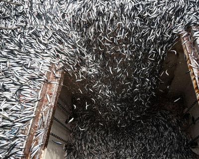 A perfect storm: how the super El Niño is devastating the fishing industry
