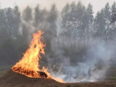 Delhi's pollution battle could face another challenge: Punjab records more stubble fires than last year as paddy harvesting gathers pace