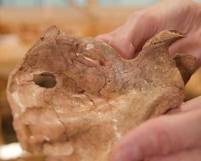 Neanderthal remains may be earliest human ancestor find killed by a spear