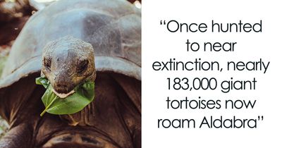 Giant Tortoises On This Remote Atoll Now Outnumber The Human Population Of Seychelles