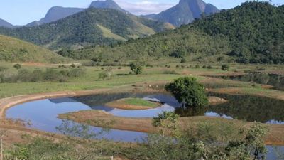 Brazil plants 840,000 trees to restore 607 hectares of Atlantic Forest