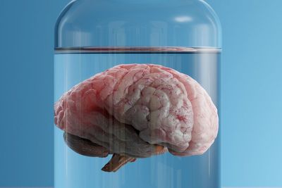 SpaceX sends mini human brains to space as part of Nasa experiment