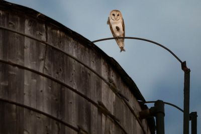 Rare barn owls with 'horror movie' screech take up residence in NYC neighborhood