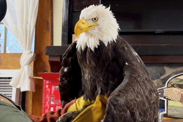 Bird flu caused the death of Jackie, a California bald eagle who captured hearts
