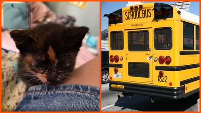 ‘Kindness should be encouraged’: Parents campaign for Maryland bus driver who was fired after allowing student to rescue injured kitten