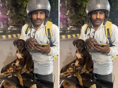 Blinkit delivery partner rescue injured puppy after road accident, give it a home at warehouse and take it along on deliveries