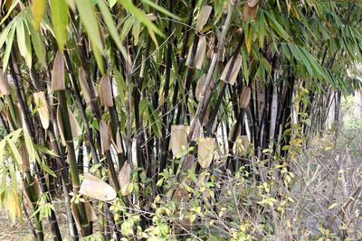 That Pretty Bamboo Could Become Your Most Expensive Landscaping Mistake