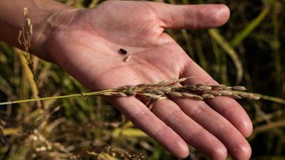 Italian farmer gave up a third of her rice fields for wildlife