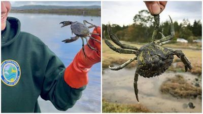 Washington captures record 2.16 million invasive green crabs, but experts warn invasion is far from over