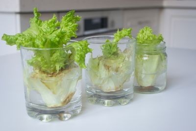Can You Really Grow Lettuce From Grocery Store Scraps? Here’s What the Viral TikTok Hack Gets Right