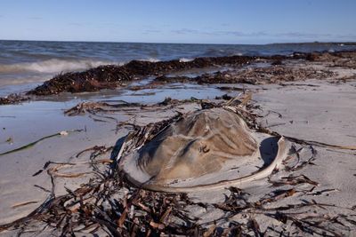 Sharks, rays and wobbegongs: South Australian algal bloom killed more than 8,000 creatures
