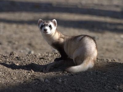 In 2010, scientists used electric fencing to protect Montana’s black-footed ferrets; coyote sightings in fenced areas fell from 42% to 7%
