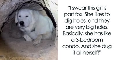 Dog Goes Viral After Owner Reveals The Enormous Underground Home She Dug All By Herself