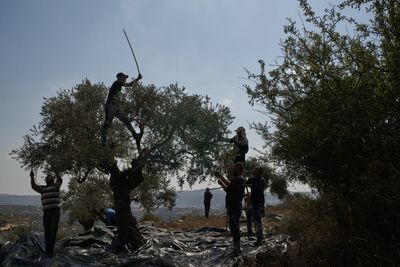 Israeli settlers attack Palestinians during olive harvest, and other Middle East developments