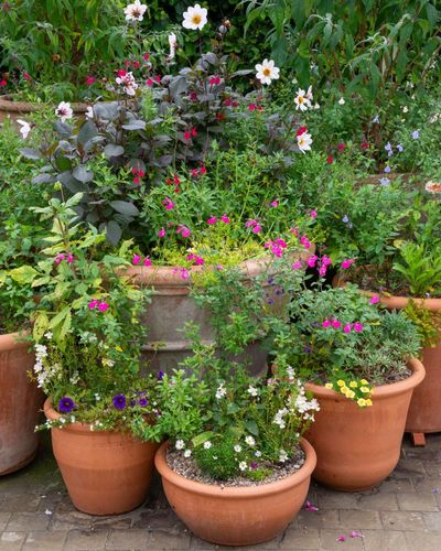 Container gardens are pots of fun – and autumn is the ideal time to give them a makeover