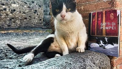 Social media favourites, Pompeii's cats star in new photo book