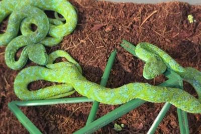 Man with suitcase full of venomous snakes stopped at German airport