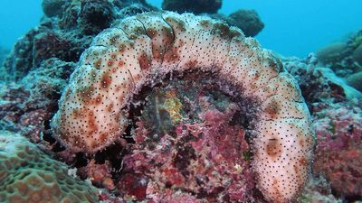 Navy Rules Out Bomb Risk: diver’s ‘bagel’ find deemed machinery; 1950 dummy nuke still missing