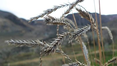 Crested Wheatgrass Legacy: US seeding over 6.4m acres reshaped sagebrush; recovery still lags