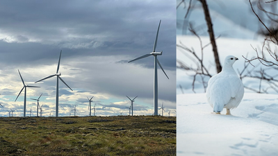 Painting Turbine Bases Cuts Collisions: Study links black towers to fewer ptarmigan deaths; wider tests urged