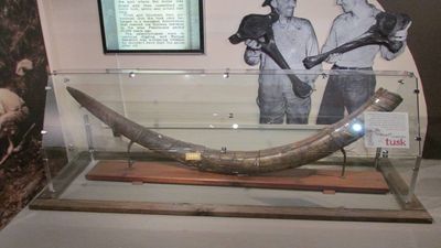 Mastodon Tusk Found Underwater: Diver hauls 4-foot fossil off Florida’s Gulf Coast; age, value under study