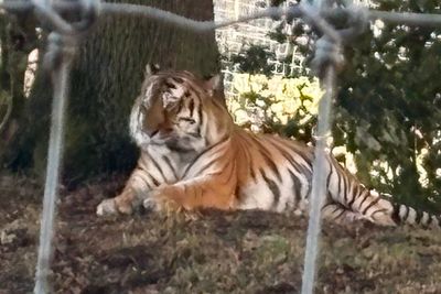 First pictures of Altai as Yorkshire Wildlife Park reopens following fatal tiger attack