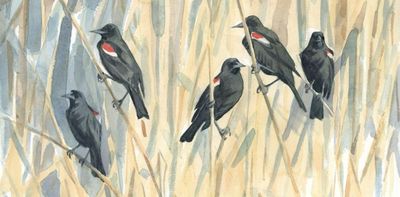 For centuries, bird migration was a mystery – a tech revolution is changing that, and could help save these amazing creatures