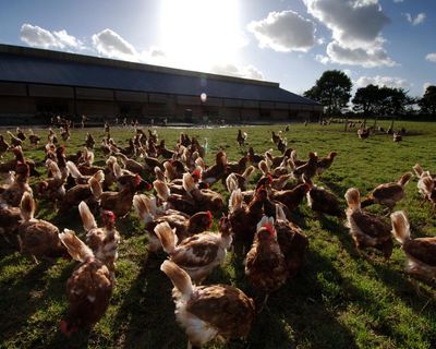 British food and drink exports to EU collapse by more than a third since Brexit