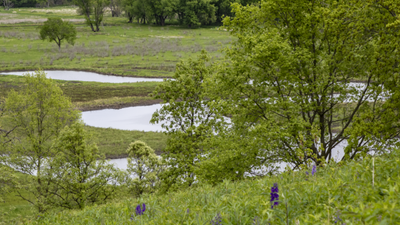 Iowa couple restore 40 acres choked with invasive plants; rare habitats draw sandhill cranes