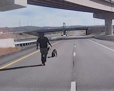 Video shows moment Utah police dog seriously injured in leap from overpass