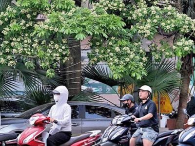 'Under attack' from fragrance, Hanoi prunes its famous blossoms