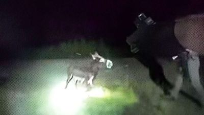 Georgia Cop Who Shot a Miniature Donkey Says Body Camera Footage Shows an 'Imminent Threat'