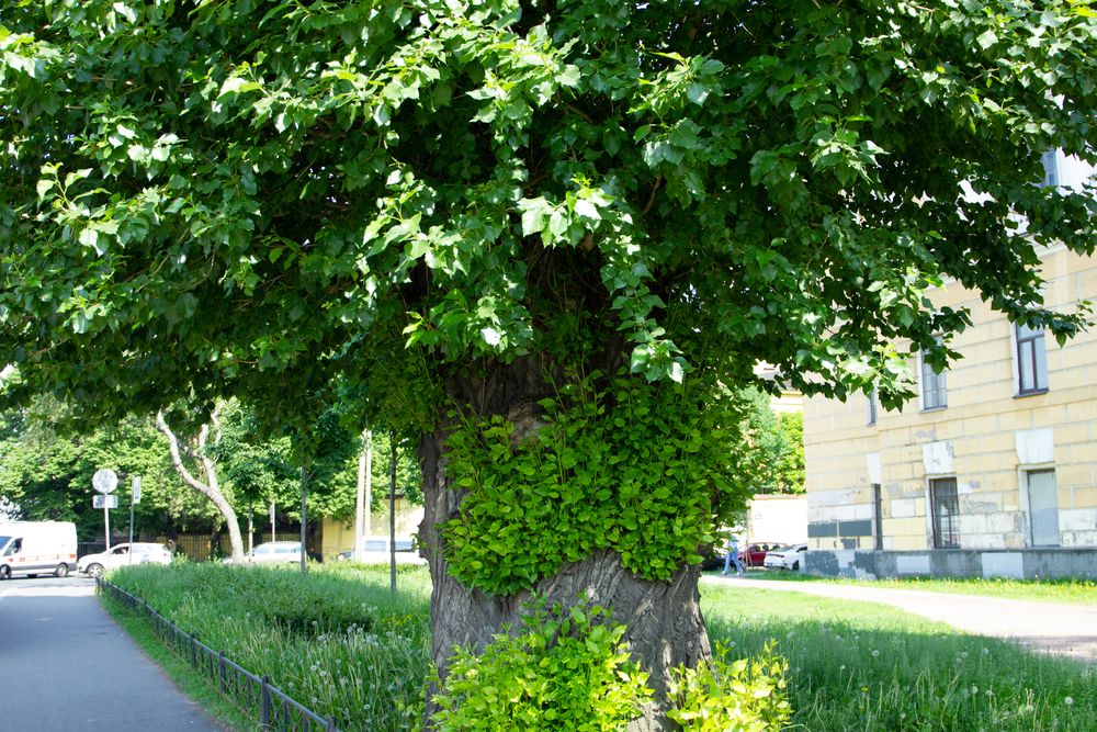The Tree That $20 Tree From the Garden Center Could Become a…