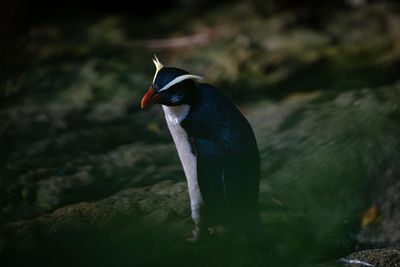 Uncovering the secrets of New Zealand’s elusive ‘jungle penguins’