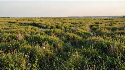 Ohio Wetland Transforms From Invasive Reed Takeover to Thriving Plant Habitat