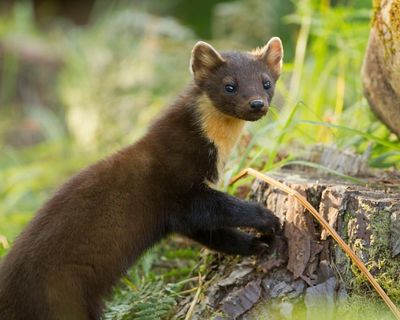 Country diary: The challenge of making a thatched roof pine-marten proof