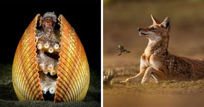 45 Award-Winning Wildlife Photos That Reveal The Beauty Of Our Natural World