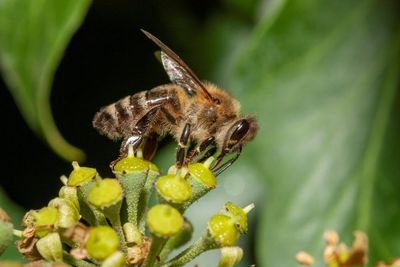 Honeybees are barging aside wild pollinators in hunt for pollen and nectar, study finds